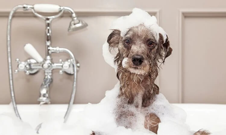 Why You Should Avoid Bathing Your Pet in the Bathtub